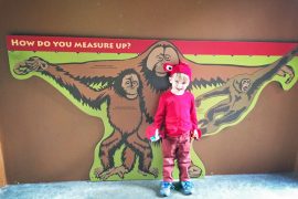 Oregon Zoo at Halloween // A Well Crafted Party