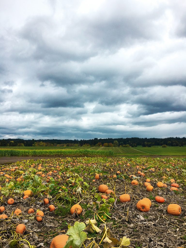 Sunday Snapshots: Pumpkin Patch, Apple Tasting, and Mud Runs