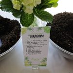 Build Your Own Succulent Terrarium Party Activity | A Well Crafted Party