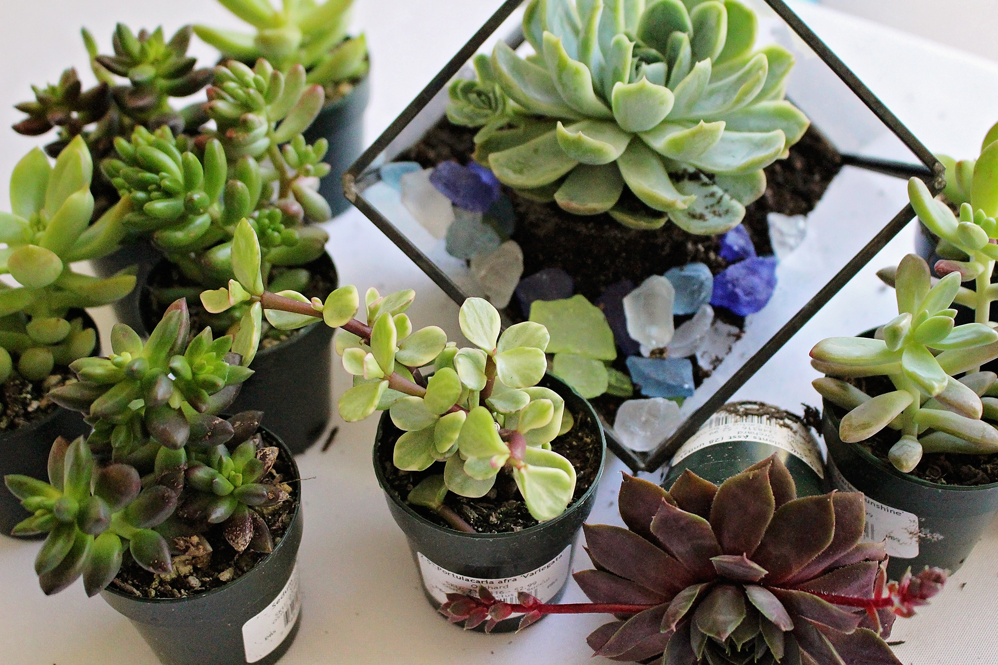 Free Printable Terrarium Instructions for Party Activity | A Well Crafted Party